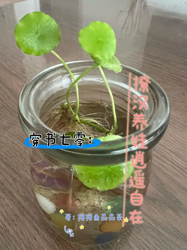 穿七零福气包